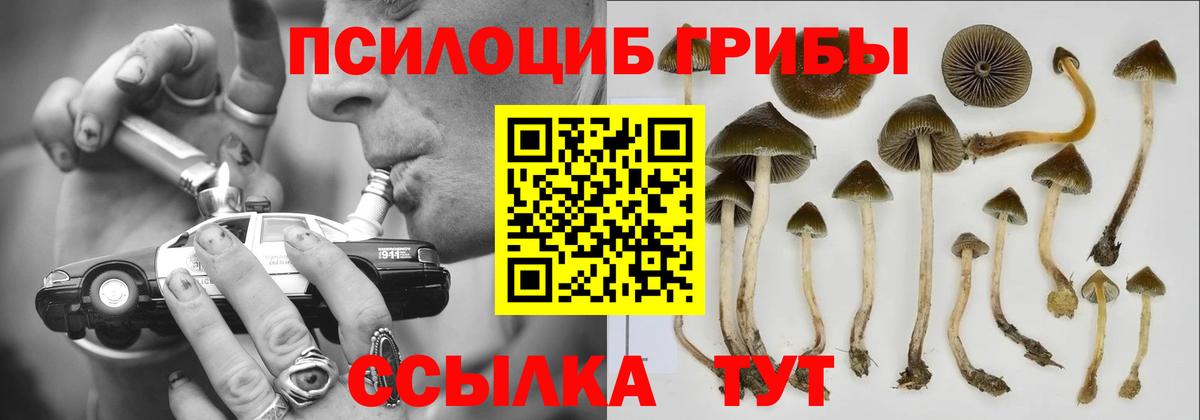 Псилоцибиновые грибы Psilocybe  Вход с VPN  Мелеуз 